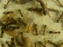 Ant Research