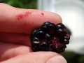 blackberries005