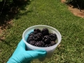 blackberries013
