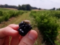 blackberries020