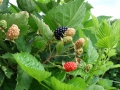 blackberries001