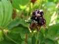 blackberries003
