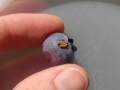 blueberries9