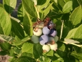 blueberries14