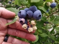 blueberries7