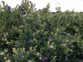 blueberries15