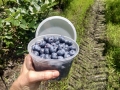blueberries16